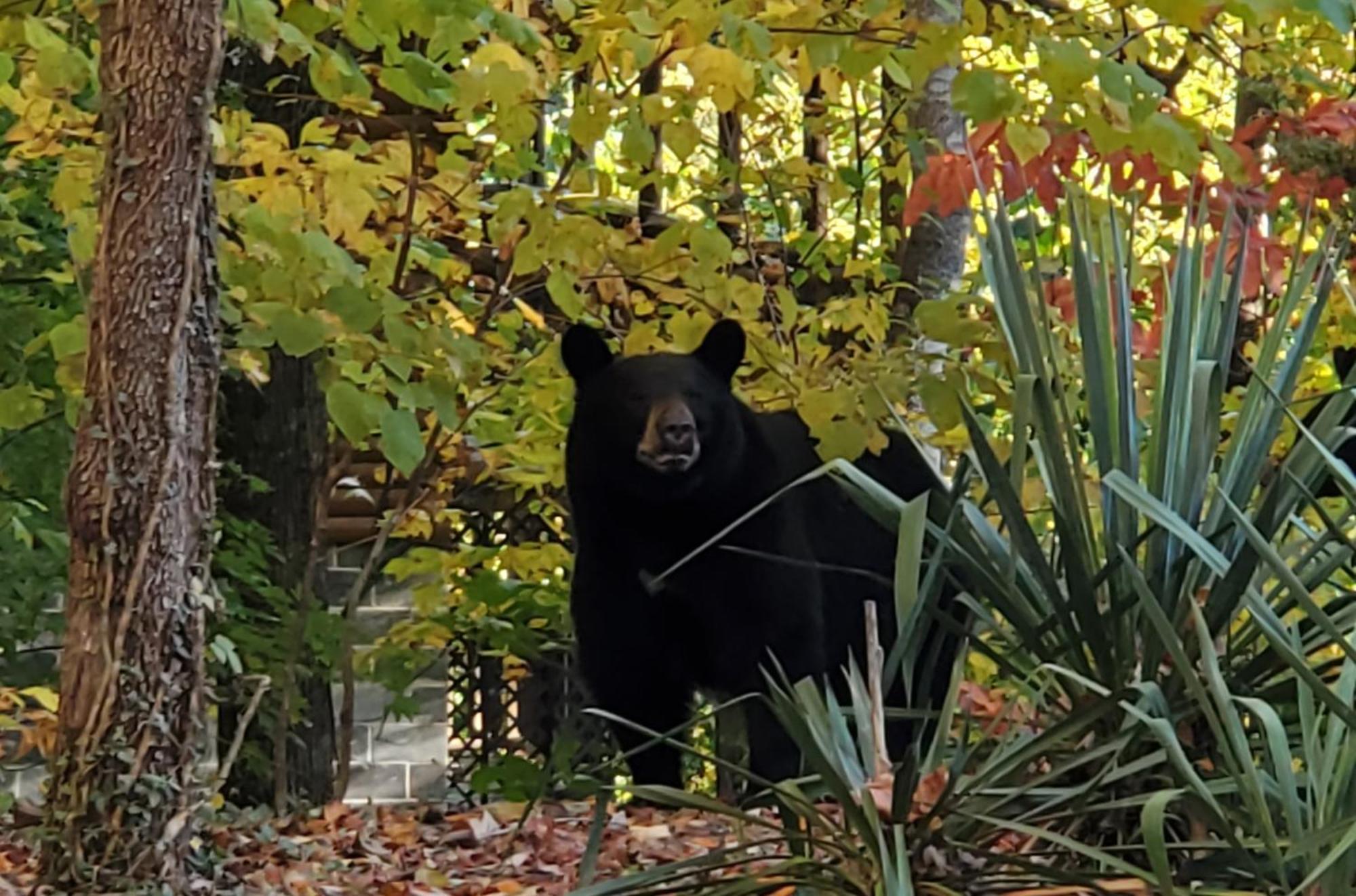Can'T "Bear" To Leave Villa เซอเวียร์วีล ภายนอก รูปภาพ