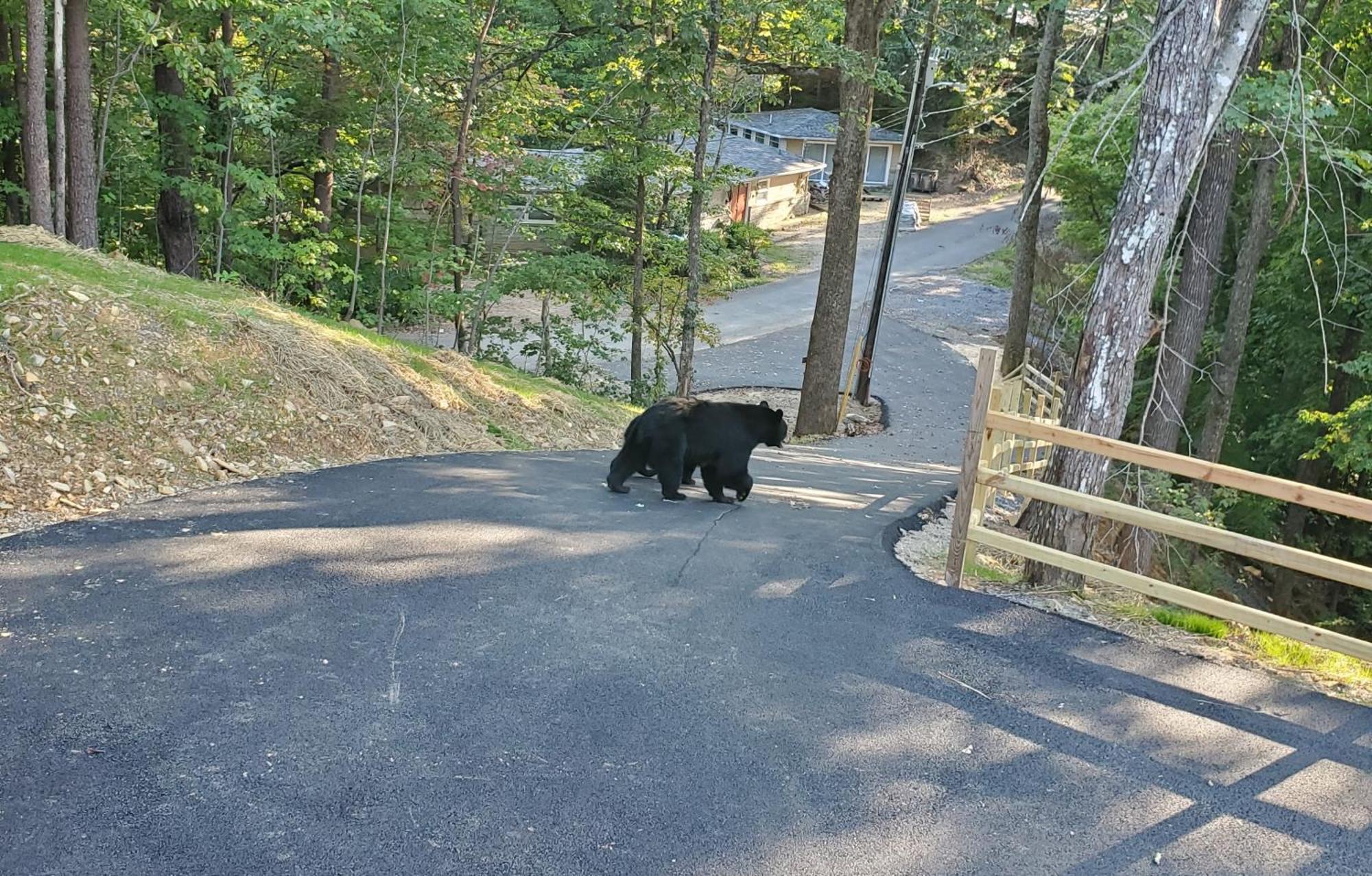 Can'T "Bear" To Leave Villa เซอเวียร์วีล ภายนอก รูปภาพ